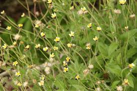 Image result for Bidens pilosa