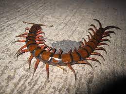 Their given name 'centipede' actually means '100 feet'! Scolopendra Gigantea Wikipedia