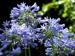 Agapanthus Lovetoknow