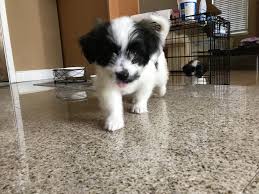 We did not find results for: Why Does My Shih Tzu Puppy Have A Long Nose Petcoach