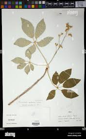 Image result for Ricinodendron