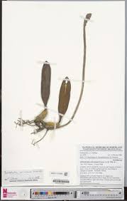 Image result for Bulbophyllum schinzianum