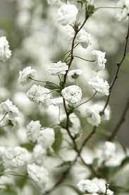Baby S Breath White Flowers Pretty Flowers Flowers