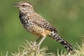 Established to provide habitat for. Meet The Arizona State Bird The Cactus Wren