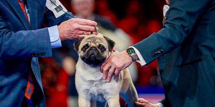 Vito the pug wins best in show at annual National Dog Show competition