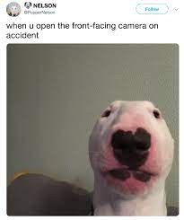 Front Facing Camera | Nelson the Bull Terrier  Walter | Know Your Meme