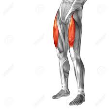 There is no real division between the core and the upper leg; Conceptual 3d Human Front Upper Leg Muscle Anatomy Isolated On Stock Photo Picture And Royalty Free Image Image 43255426
