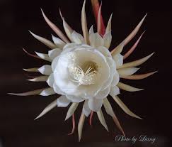 Cereus hexagonus is also commonly known as the 'lady of the night cactus'. See What I See Night Queen Flower æ˜™èŠ± ç»­ Night Flowers Night Blooming Flowers Flower Drawing
