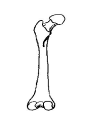 Layer of a long bone. Skeleton Worksheet Wikieducator