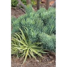 Image result for Senecio mariettae