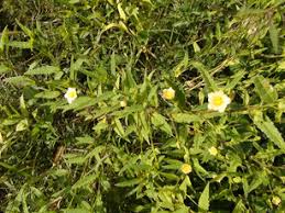 Image result for Sida alba