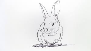 20 koleksi sketsa gambar hewan terbaru 2019 gambar pedia sketsa gambar hewan cara menggambar kelinci dengan mudah untuk anda yang menyukai gambar kelinci disini kami akan. Cara Menggambar Kucing Dan Kelinci