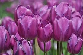 Discover And Download Free Images Pixabay Tulips Images Free Images Flowers