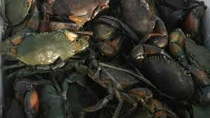 Pendek kata kalau datang sini tak try makanan famous ni memang rugi. Pembekal Ketam Nipah Mud Crab Home Facebook