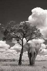 One Morning I Shot An Elephant In My Pajamas Movie Elephant Under A Tree Majestic Animals Bull Elephant Animals Beautiful
