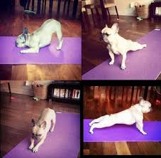 Downward Facing Dog Dog Doing Yoga Animal Yoga Dog Yoga
