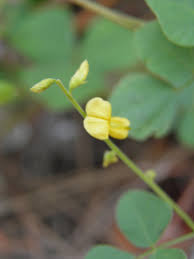 Image result for Rhynchosia luteola