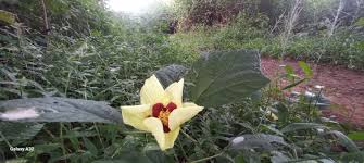 Image result for Hibiscus ludwigii