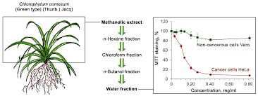 Image result for Chlorophytum gallabatense