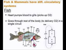 The Circulatory System Quick A Level Biology Revision Youtube Biology Revision Circulatory System A Level Biology Revision