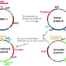 Flow Chart Of Cre Loxp Based Cloning Of A Promoter And