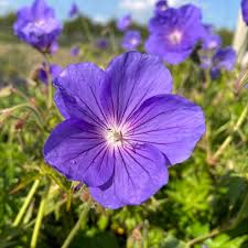 Image result for Geranium bohemicum Orhcid Blue