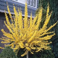 Forsythia Weekend Standard Tree 80 100cm Tall Ebay Plants Trees To Plant Shrubs