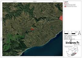 Image result for Aspidoglossum hirundo