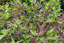 tulsi के लिए इमेज परिणाम