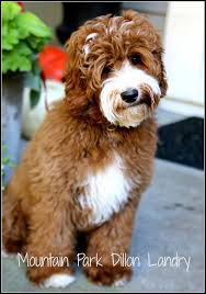 Check spelling or type a new query. Red Australian Labradoodle Puppy From Www Mtparklabradoodles Com He Doesn T Look Real Australian Labradoodle Labradoodle Puppy Labradoodle