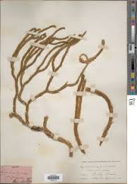 Image result for Huperzia gnidioides