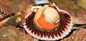 Comment Bien Choisir Ses Coquilles Saint Jacques Recette Alimentation Coquille Saint Jacques Restaurant Fruit De Mer