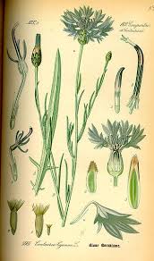 Vaizdas Illustration Centaurea Cyanus0 Jpg Vikipedija Botanical Drawings Botanical Illustration Flower Drawing
