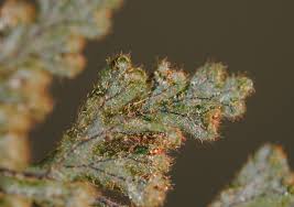 Image result for Hymenophyllum triangulare