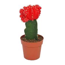 The cactus top is usually bright red, yellow, pink, or orange colors. Gymnocalycium Mihanovichii Strawberry Cactus Red 8 5cm Pot