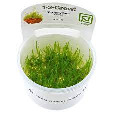 Java moss might just be it! Taxiphyllum Barbieri Java Moss 1 2 Grow Aquasabi Aquascaping Shop