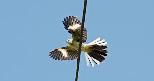 We have such wide diversity in habitat from the open ocean to the desert and moutaintops.and everything in between. How To Train A Mockingbird To Sing Something Less Annoying Wired