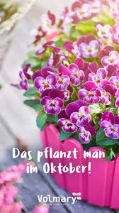 Diese Pflanzen Pflanzt Du Im Oktober Herbst Ideal Fur Deine Herbstdeko Geeignet Endecke Ideen Fur Die Herbstdekoration Pflanzen Herbst Dekor Pflanzensamen