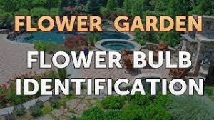 Flower bulb of the star of bethlehem. Flower Bulb Identification Youtube