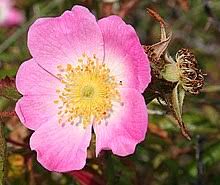 Petals are modified leaves that surround the reproductive parts of flowers. Petal Wiktionary