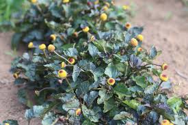 Image result for Spilanthes costata