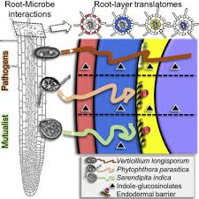 I'll also label the diagram. Plant Roots Employ Cell Layer Specific Programs To Respond To Pathogenic And Beneficial Microbes Sciencedirect