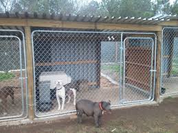 Check spelling or type a new query. Outdoor Dog Kennel Set Up Ideas Novocom Top