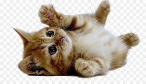 77,037 kitten clip art images on gograph. Cute Cat Cartoon