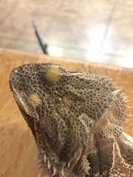 The Ultimate Guide To Bearded Dragons