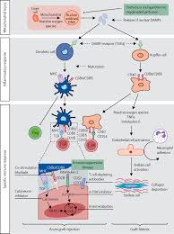 Patients who have used alcohol or abused other chemicals, such as illegal drugs, since their transplant, should contact a coordinator or substance. Can Immunosuppression Be Stopped After Liver Transplantation The Lancet Gastroenterology Hepatology