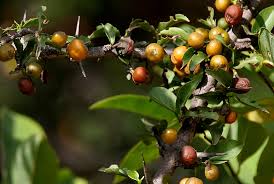 Image result for Keetia gueinzii