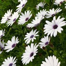 They are known as the daisybushes or african daisies. Buy African Daisy Osteospermum Flowerpower Ice White Kleo06123 Flowerpower Series Delivery By Waitrose Garden