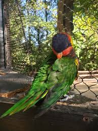 Birds Of A Feather Williamsburg Bird At Busch Gardens Williamsburg Va Taken With A Galaxy S9 Busch Gardens Williamsburg Busch Gardens My Pictures