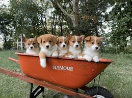Check spelling or type a new query. Mn Country Corgis Home